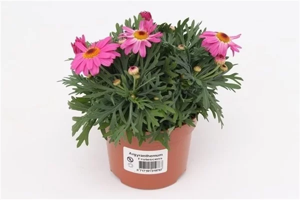 ANTHEMIS frutescens 'Rose' - Marguerite annuelle