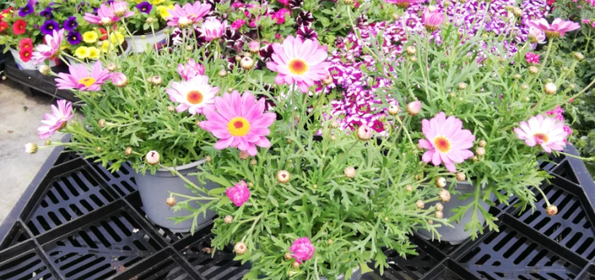 ANTHEMIS frutescens 'Rose' - Marguerite annuelle