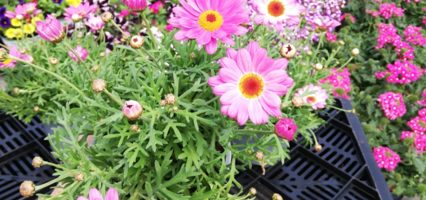 ANTHEMIS frutescens 'Rose' - Marguerite annuelle