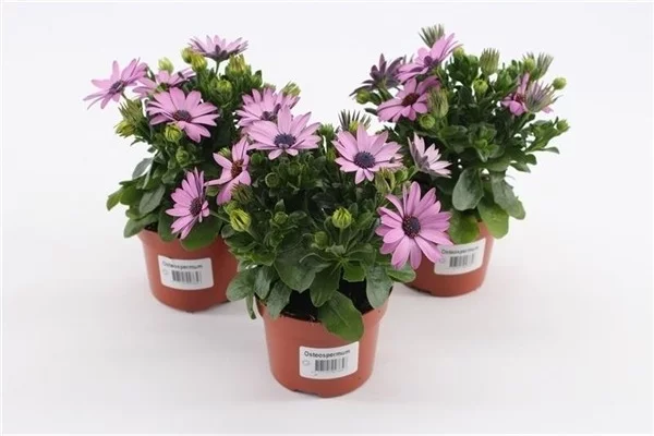 OSTEOSPERMUM 'Rose' - Plante annuelle