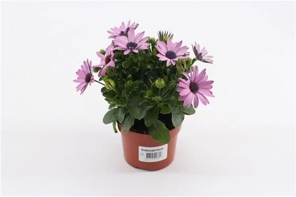 OSTEOSPERMUM 'Rose' - Plante annuelle