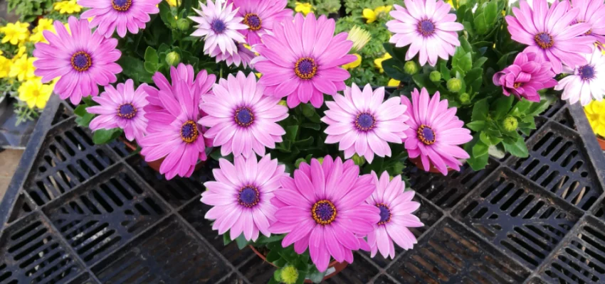 OSTEOSPERMUM 'Rose' - Plante annuelle