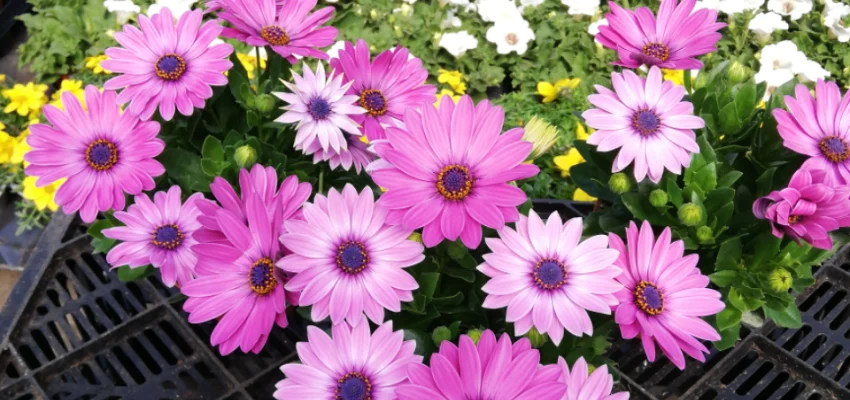 OSTEOSPERMUM 'Rose' - Plante annuelle