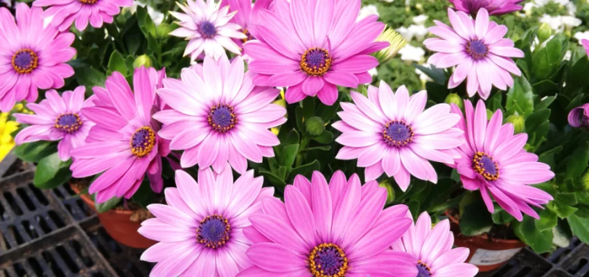 OSTEOSPERMUM 'Rose' - Plante annuelle