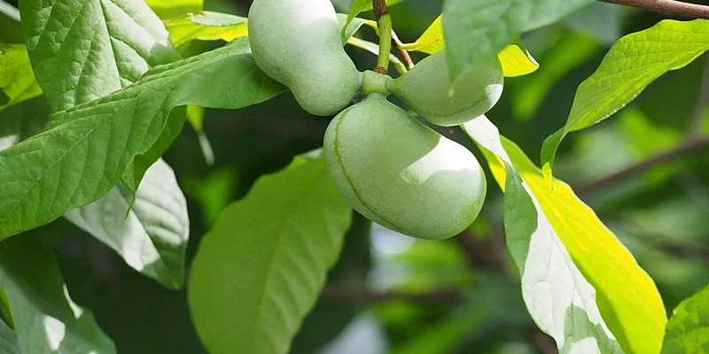 ASIMINA triloba 'Davis' - Asiminier, Paw Paw