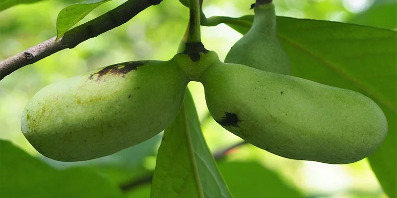 ASIMINA triloba 'Davis' - Asiminier, Paw Paw