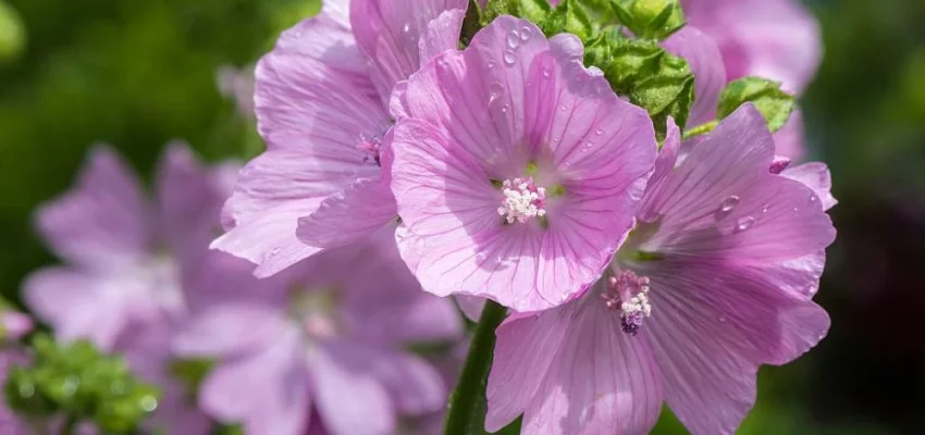 MALVA moschata 'Rosea' - Mauve