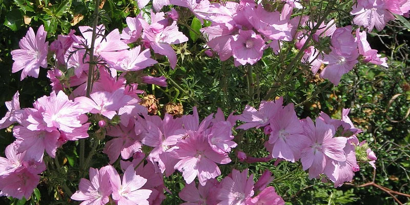 MALVA moschata 'Rosea' - Mauve