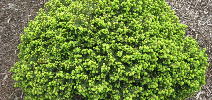 PICEA abies 'Little Gem' - Epicea nain boule