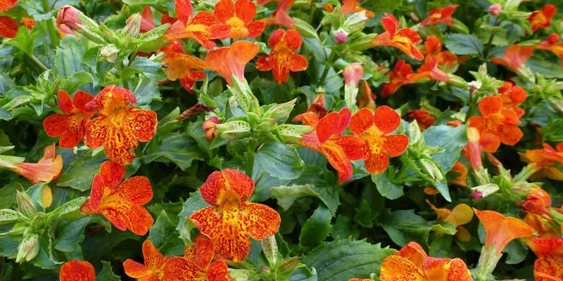 MIMULUS 'Orange Glow' - Mimule