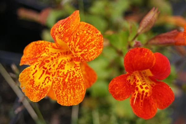 MIMULUS 'Orange Glow' - Mimule