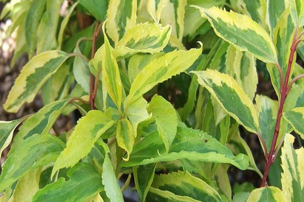 FORSYTHIA intermedia 'Golden Times' - Mimosa de Paris à feuilles panachées
