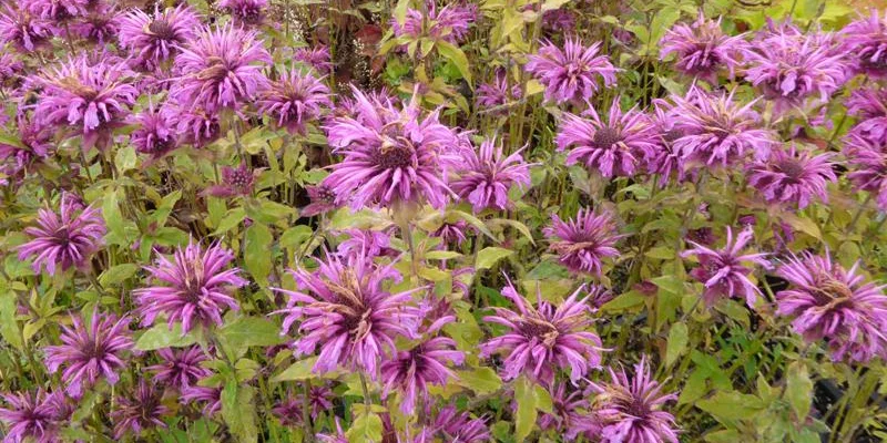 MONARDA 'Aquarius' - Monarde