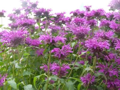 MONARDA 'Aquarius' - Monarde