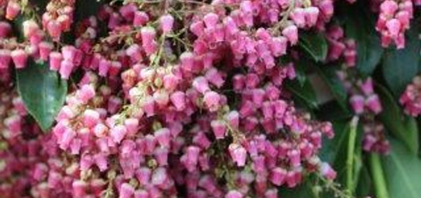 PIERIS japonica 'Valley Valentine' - Andromède du Japon