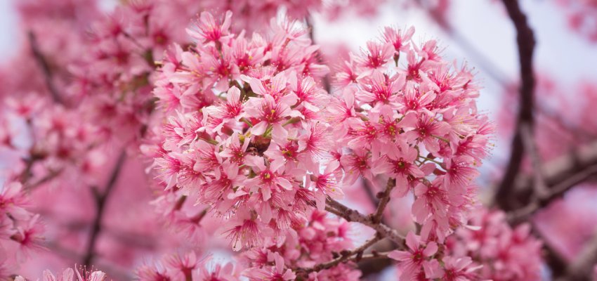 PRUNUS incisa 'Paean' - Cerisier à fleur nain du Japon