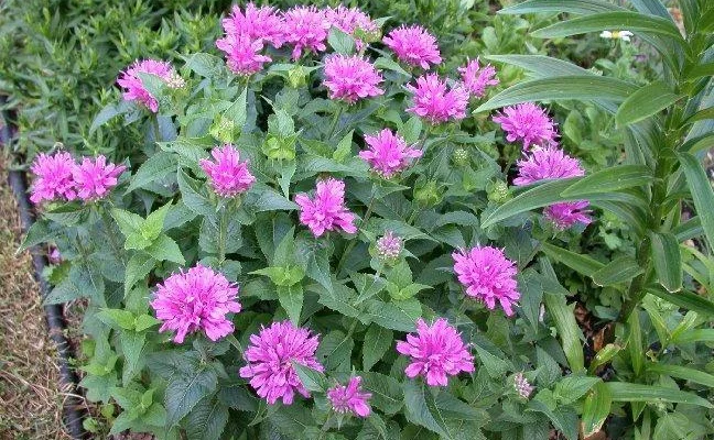 MONARDA 'Petite Delight' - Monarde