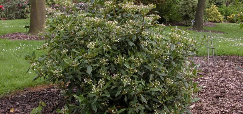 VIBURNUM globosum 'Jermyns Globe' - Kalina Dawidowa