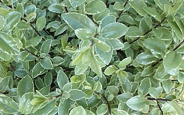 PITTOSPORUM tenuifolium 'Silver Ball' - Pittospore à petites feuilles persistantes