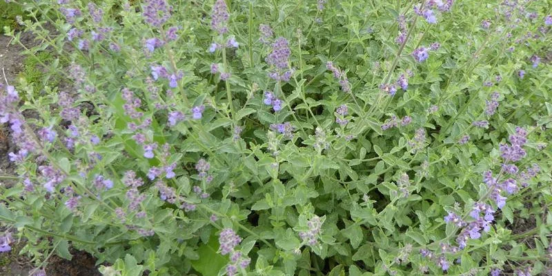 NEPETA faassenii 'Six Hills Giant' - Maenthe aux Chats odoarante