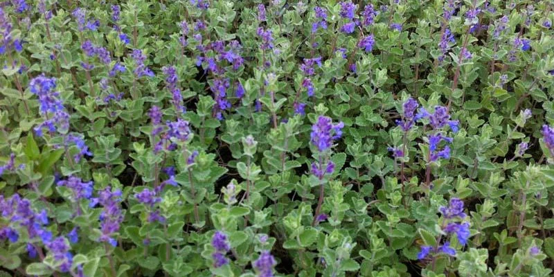 NEPETA mussinii - Chataire