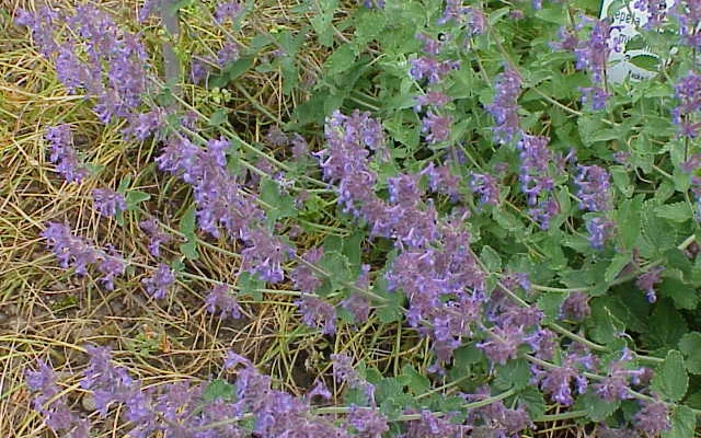 NEPETA mussinii - Chataire