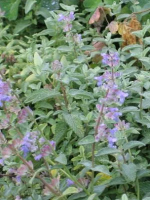 NEPETA mussinii - Chataire