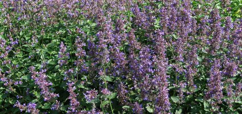 NEPETA mussinii - Chataire