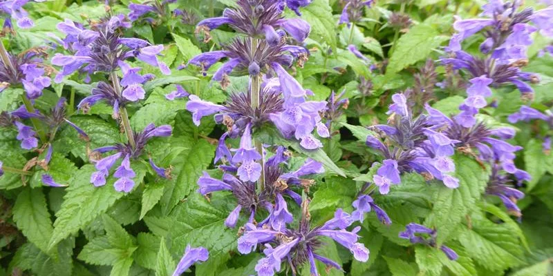 NEPETA nervosa - Chataire