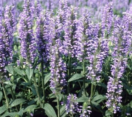 NEPETA nervosa - Chataire