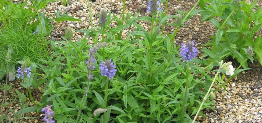 NEPETA nervosa - Chataire