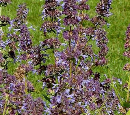 NEPETA sibirica - Menthe aux chats