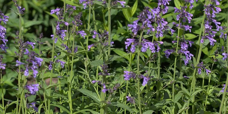 NEPETA sibirica - Menthe aux chats