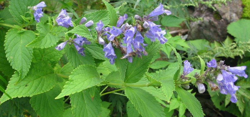 NEPETA subsessilis - Menthe aux chats