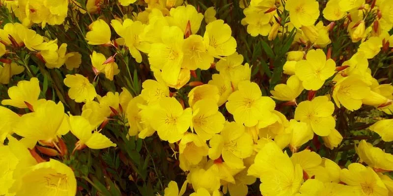 OENOTHERA fruticosa 'Sonnenwende' - Oenothère