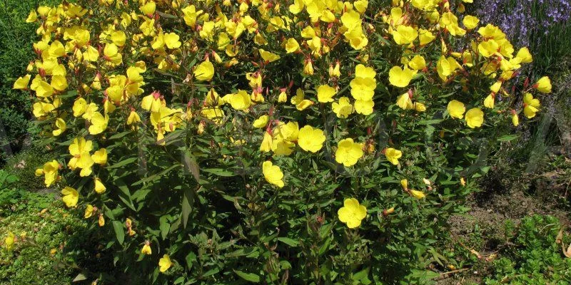 OENOTHERA fruticosa 'Sonnenwende' - Oenothère