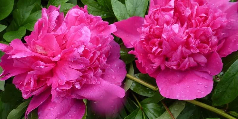 PAEONIA lactiflora 'Felix Crousse' - Pivoine de Chine