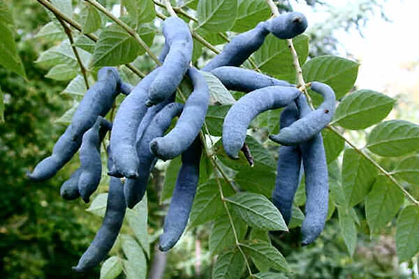 DECAISNEA fargesii - Arbre aux haricots bleus