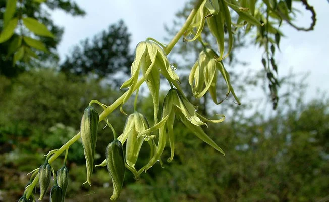 DECAISNEA fargesii - Arbre aux haricots bleus