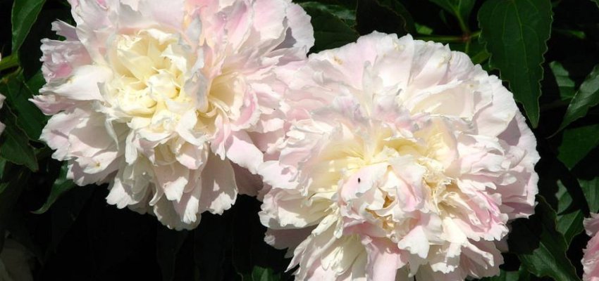 PAEONIA lactiflora 'Shirley Temple' - Pivoine de Chine