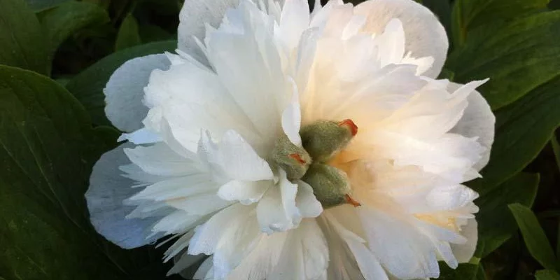 PAEONIA officinalis 'Alba Plena' - Pivoine officinale