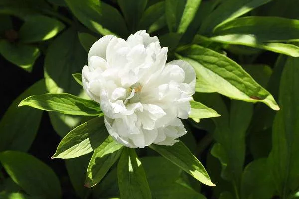 PAEONIA officinalis 'Alba Plena' - Pivoine officinale