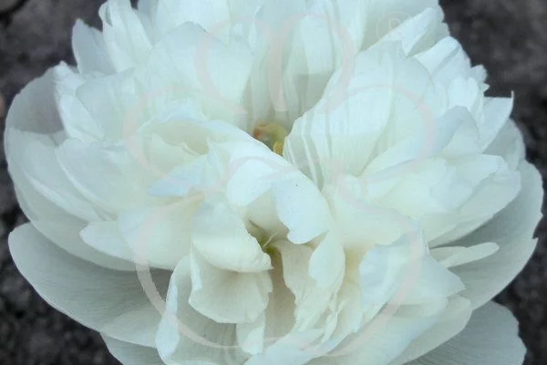 PAEONIA officinalis 'Alba Plena' - Pivoine officinale