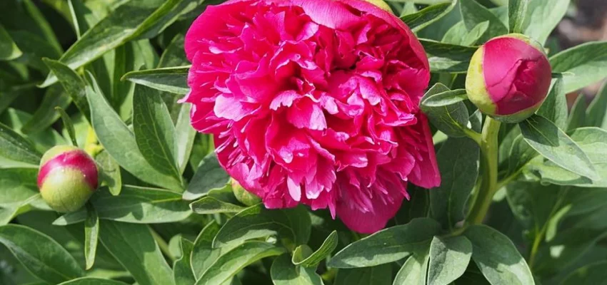 PAEONIA officinalis 'Rosea Plena' - Pivoine officinale