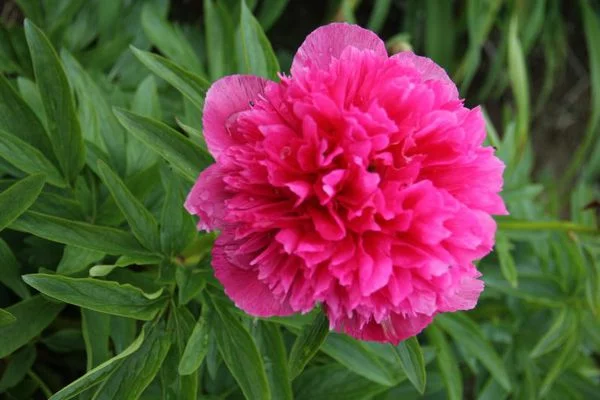 PAEONIA officinalis 'Rosea Plena' - Pivoine officinale