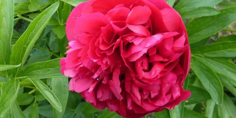 PAEONIA officinalis 'Rubra Plena' - Pivoine officinale