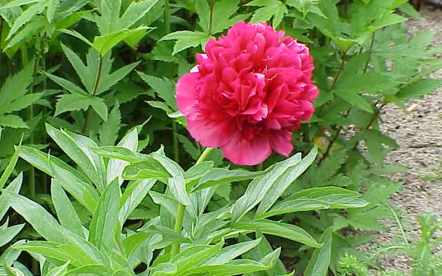 PAEONIA officinalis 'Rubra Plena' - Pivoine officinale