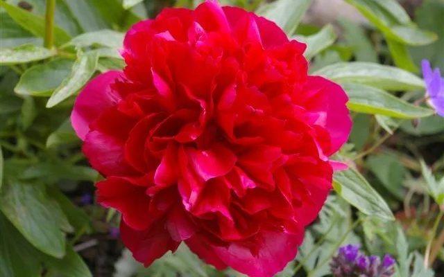 PAEONIA officinalis 'Rubra Plena' - Pivoine officinale