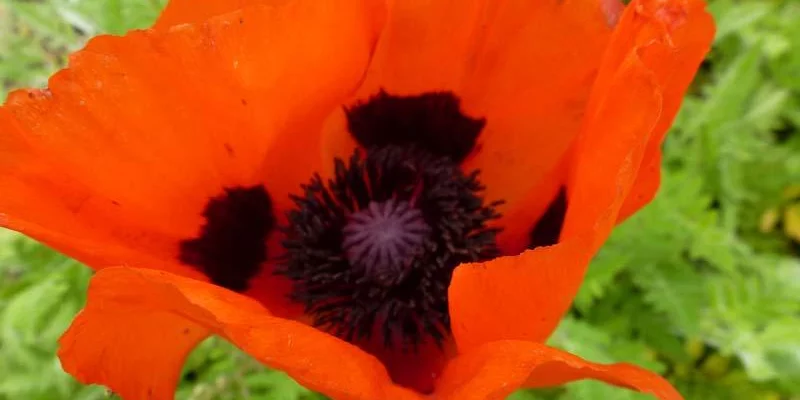 PAPAVER Orientalis 'Brillant' - Pavot d'orient