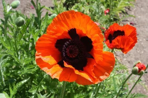 PAPAVER Orientalis 'Brillant' - Pavot d'orient